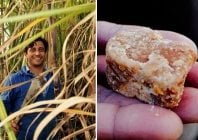 Alexis Rivière : il a relancé le Galabé, sucre de canne agricole