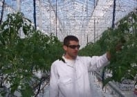 Jean Marc Hoarau, responsable de la protection biologique d'une culture de tomates sous serres
