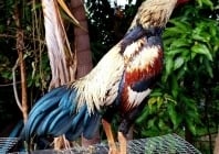 27 ronds de batay coq recensés à la Réunion