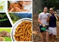 Insular : 1ère ferme d'insectes comestibles à la Réunion