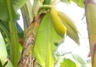 Des fruits et légumes de la Réunion dans un jardin de Bretagne