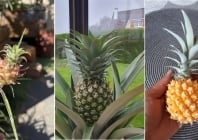 Ananas dan' péi la fré : le mode d'emploi pour planter