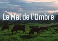 Leucose bovine à la Réunion : le mal de l'ombre