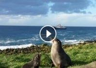 Vie animale dans les Terres Australes : immersion vidéo 