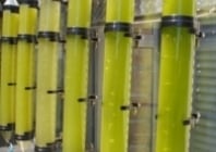 Bioalgostral : le biocarburant de 3e génération naitra peut-être à la Réunion