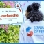 Le CRIJ Réunion recherche 8 volontaires en service civique h/f