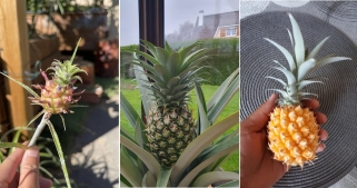 Ananas dan' péi la fré : le mode d'emploi pour planter