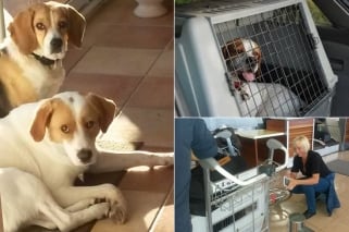 Sauver un chien en le prenant en soute sur un vol Réunion - Paris