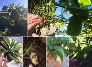 Un jardin créole dans le Tarn avec fruits et légumes de la Réunion